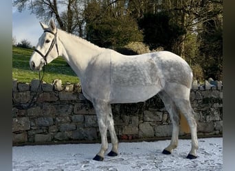 Irish Sport Horse, Stute, 5 Jahre, 158 cm, Schimmel