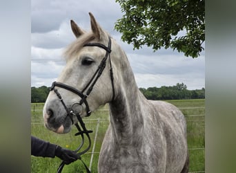 Irish Sport Horse, Stute, 5 Jahre, 159 cm, Apfelschimmel