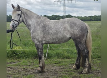 Irish Sport Horse, Stute, 5 Jahre, 159 cm, Apfelschimmel