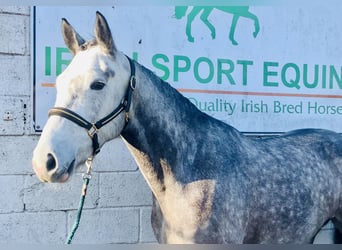 Irish Sport Horse, Stute, 5 Jahre, 160 cm, Apfelschimmel