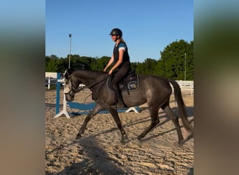 Irish Sport Horse, Stute, 5 Jahre, 160 cm, Apfelschimmel