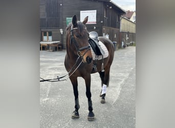 Irish Sport Horse, Stute, 5 Jahre, 160 cm, Brauner