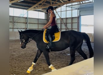 Irish Sport Horse, Stute, 5 Jahre, 160 cm, Dunkelbrauner