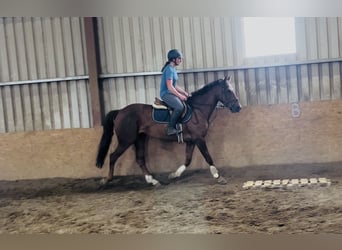 Irish Sport Horse, Stute, 5 Jahre, 160 cm, Dunkelfuchs