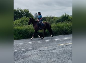 Irish Sport Horse, Stute, 5 Jahre, 160 cm, Dunkelfuchs