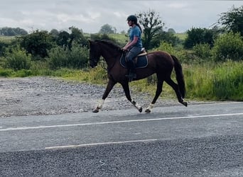 Irish Sport Horse, Stute, 5 Jahre, 160 cm, Dunkelfuchs