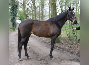 Irish Sport Horse, Stute, 5 Jahre, 160 cm, Schwarzbrauner