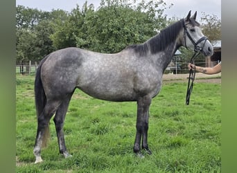Irish Sport Horse Mix, Stute, 5 Jahre, 162 cm, Apfelschimmel