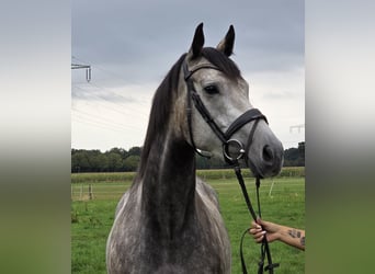 Irish Sport Horse Mix, Stute, 5 Jahre, 162 cm, Apfelschimmel