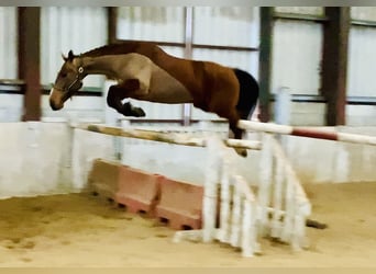 Irish Sport Horse, Stute, 5 Jahre, 162 cm, Brauner