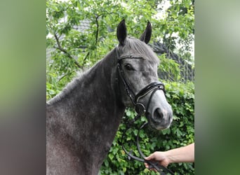 Irish Sport Horse, Stute, 5 Jahre, 162 cm, Rappschimmel