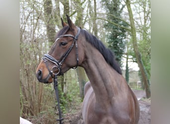 Irish Sport Horse, Stute, 5 Jahre, 162 cm, Schwarzbrauner