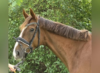 Irish Sport Horse Mix, Stute, 5 Jahre, 163 cm, Dunkelfuchs