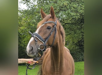 Irish Sport Horse Mix, Stute, 5 Jahre, 163 cm, Dunkelfuchs