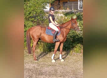 Irish Sport Horse, Stute, 5 Jahre, 163 cm, Fuchs