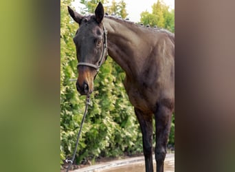 Irish Sport Horse Mix, Stute, 5 Jahre, 163 cm, Rappe