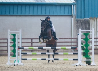 Irish Sport Horse, Stute, 5 Jahre, 163 cm, Rotbrauner