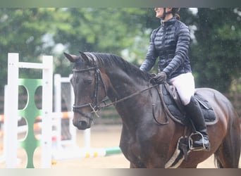 Irish Sport Horse, Stute, 5 Jahre, 163 cm, Rotbrauner