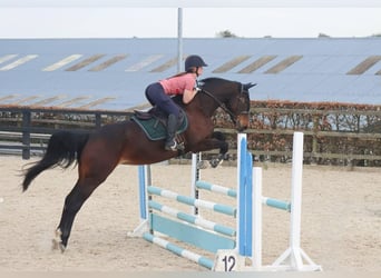 Irish Sport Horse, Stute, 5 Jahre, 163 cm, Rotbrauner