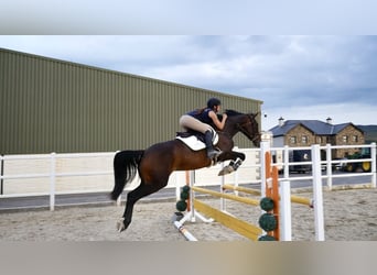 Irish Sport Horse, Stute, 5 Jahre, 163 cm, Rotbrauner