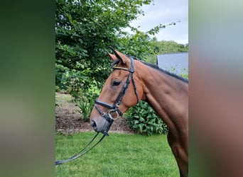 Irish Sport Horse, Stute, 5 Jahre, 163 cm, Rotbrauner