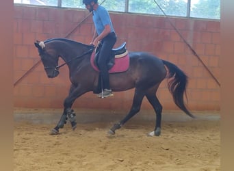 Irish Sport Horse, Stute, 5 Jahre, 164 cm, Brauner