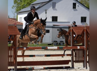 Irish Sport Horse, Stute, 5 Jahre, 164 cm, Fuchs