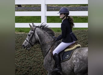 Irish Sport Horse, Stute, 5 Jahre, 164 cm, Schimmel