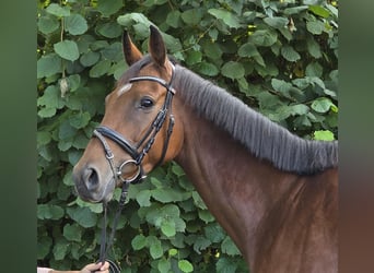 Irish Sport Horse, Stute, 5 Jahre, 165 cm, Brauner