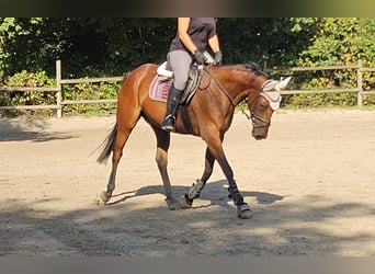 Irish Sport Horse, Stute, 5 Jahre, 165 cm, Brauner