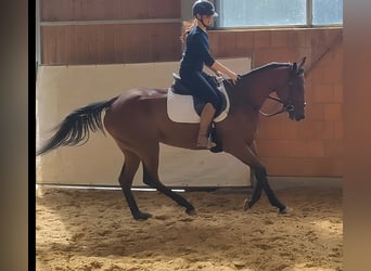 Irish Sport Horse, Stute, 5 Jahre, 165 cm, Brauner