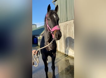 Irish Sport Horse, Stute, 5 Jahre, 165 cm, Brauner