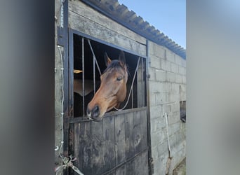 Irish Sport Horse, Stute, 5 Jahre, 165 cm, Brauner