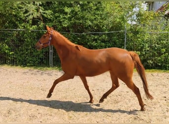Irish Sport Horse, Stute, 5 Jahre, 165 cm, Fuchs