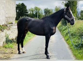 Irish Sport Horse, Stute, 5 Jahre, 165 cm, Rappe