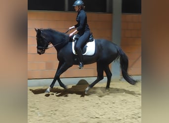 Irish Sport Horse, Stute, 5 Jahre, 165 cm, Schwarzbrauner