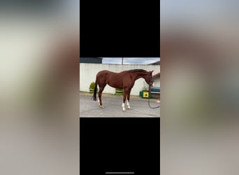 Irish Sport Horse, Stute, 5 Jahre, 166 cm, Fuchs