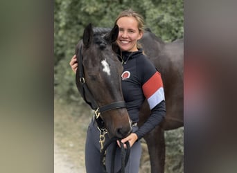 Irish Sport Horse, Stute, 5 Jahre, 167 cm, Schwarzbrauner