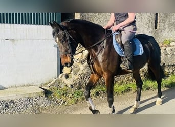 Irish Sport Horse, Stute, 5 Jahre, 167 cm