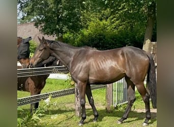 Irish Sport Horse, Stute, 5 Jahre, 168 cm, Dunkelbrauner