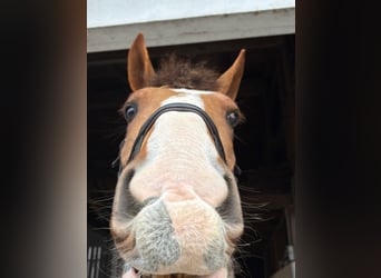 Irish Sport Horse, Stute, 5 Jahre, 168 cm, Fuchs