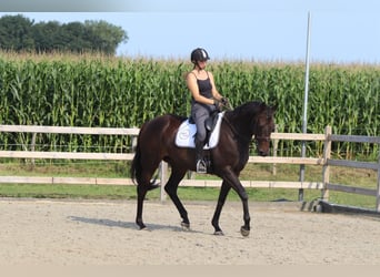 Irish Sport Horse, Stute, 5 Jahre, 170 cm, Brauner