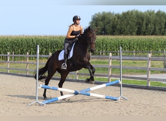 Irish Sport Horse, Stute, 5 Jahre, 170 cm, Brauner