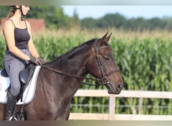 Irish Sport Horse, Stute, 5 Jahre, 170 cm, Brauner