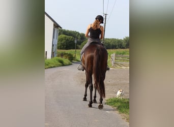Irish Sport Horse, Stute, 5 Jahre, 170 cm, Brauner