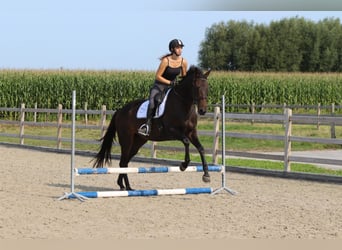 Irish Sport Horse, Stute, 5 Jahre, 170 cm, Brauner