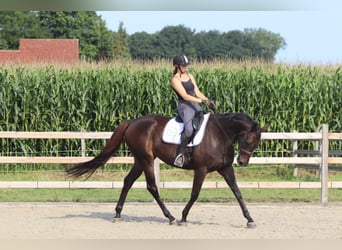 Irish Sport Horse, Stute, 5 Jahre, 170 cm, Brauner