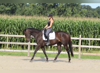 Irish Sport Horse, Stute, 5 Jahre, 170 cm, Brauner