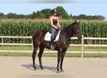 Irish Sport Horse, Stute, 5 Jahre, 170 cm, Brauner