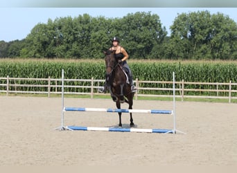 Irish Sport Horse, Stute, 5 Jahre, 170 cm, Brauner
